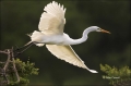 Great-Egret;Egret;Ardea-alba;Flying-Bird;action;active;aerodynamic;behavior;flig